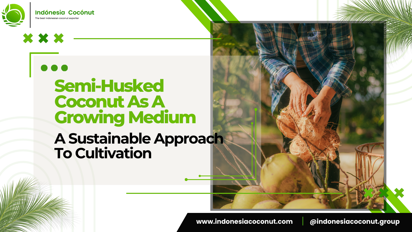 Semi-Husked Coconut As A Growing Medium : A Sustainable Approach To Cultivation
